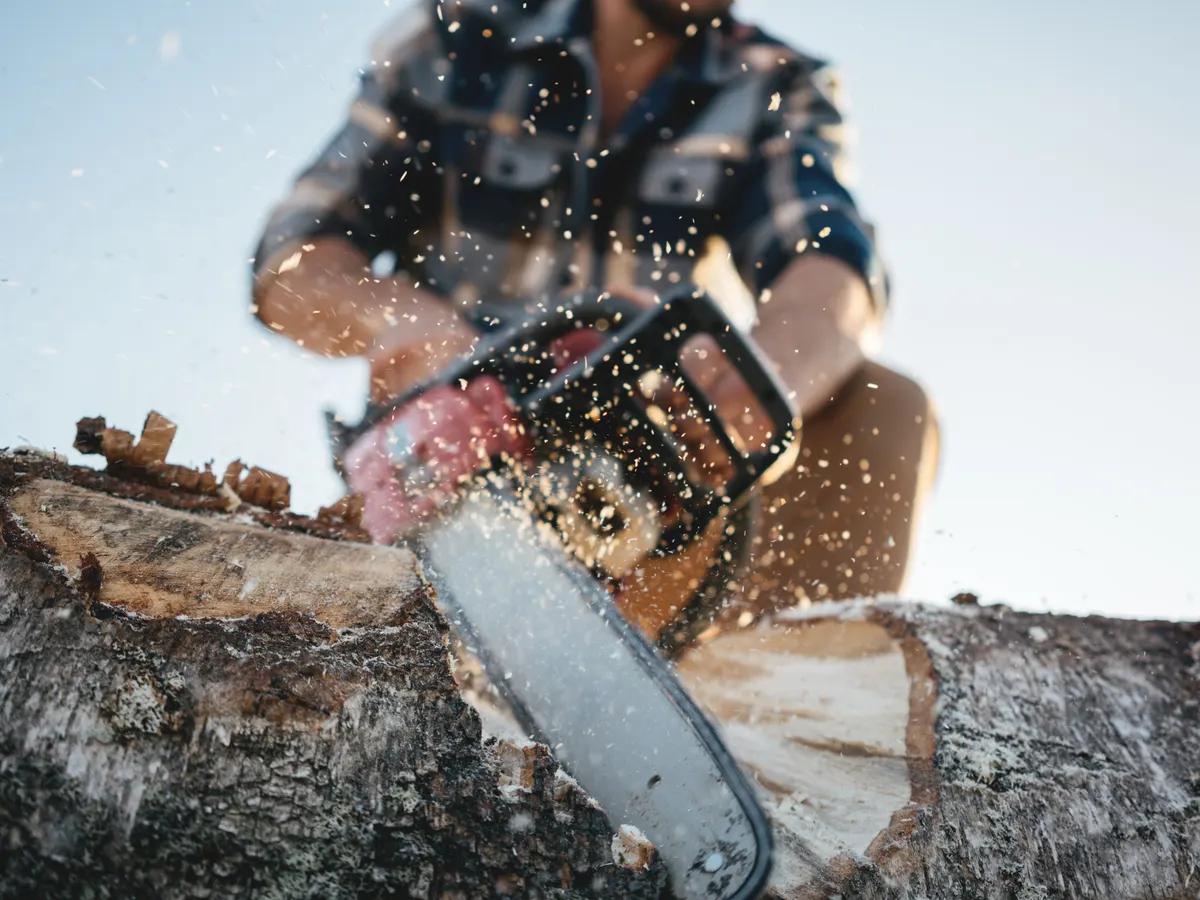 Felled tree trunk being cut into rounds with a chainsaw