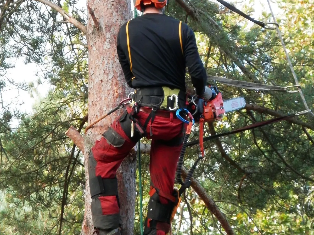 Tree surgeon pruning high in a tree