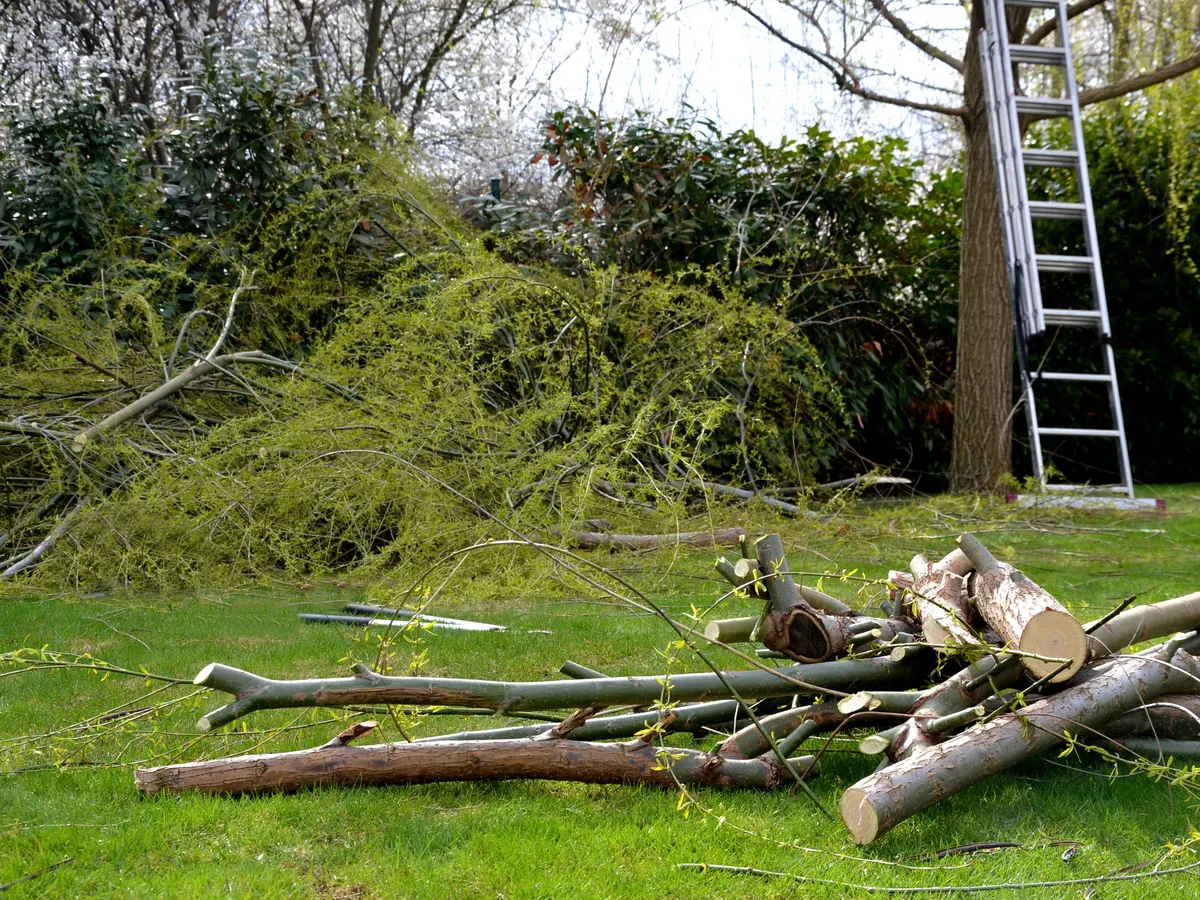 Cut branches on a garden lawn after tree work