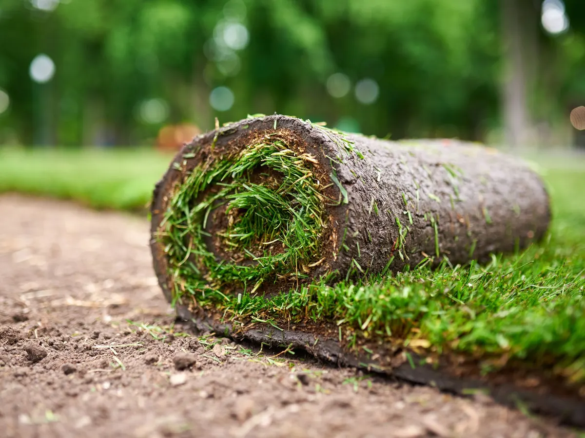 Roll of fresh turf ready to lay